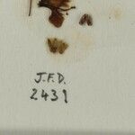Isodon ternifolius Otro