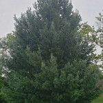 Pinus strobus Агульны выгляд