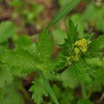 Sanicula crassicaulis Fleur