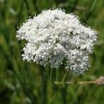 Oenanthe silaifoliaFlower