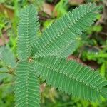 Mimosa pudica Frunză