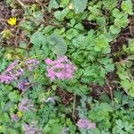 Corydalis solidaFlower