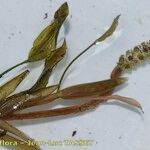 Potamogeton gramineus Otro