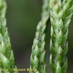 Lycopodium × oellgaardii Fruit