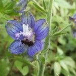 Delphinium staphisagria Blüte