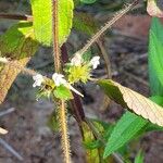 Galeopsis bifida Květ