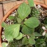 Euphorbia ritchiei Leaf