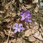 Crocus corsicus Flower