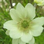 Anemone multifida Floare