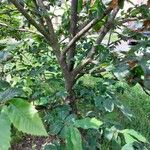 Castanea sativa Ekosanga