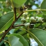 Quercus myrsinifolia Frucht