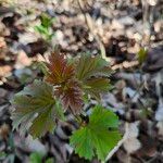 Viburnum acerifolium Ліст