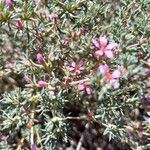 Frankenia corymbosa Flor