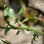 Cardamine resedifolia Lapas