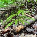 Lycopodium dendroideum Habitat