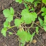 Pelargonium glechomoides Lehti