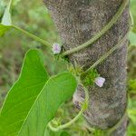 Ipomoea eriocarpa ফুল