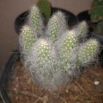 Oreocereus trollii Yaprak