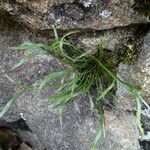 Asplenium septentrionale Агульны выгляд