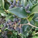 Ligustrum japonicum Frucht