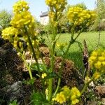 Barbarea stricta Blomst