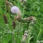 Cirsium arvenseFlower