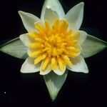 Nymphaea tetragona 花