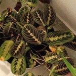 Maranta leuconeuraഇല