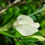 Vicia lutea Flower