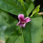 Jasminum beesianum Flor