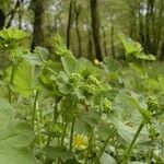 Alchemilla filicaulis ശീലം