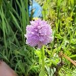 Neotinea tridentata Flower