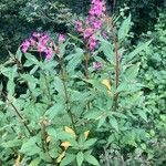 Impatiens glandulifera Egyéb