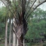 Dypsis decaryi Ліст