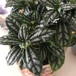 Pilea cadierei List