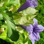 Ruellia tuberosa Květ