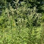 Eupatorium altissimum Leaf