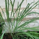 Cymbopogon nardus Blad