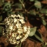 Abronia fragrans Hedelmä