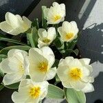 Tulipa fosteriana Λουλούδι