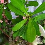 Euphorbia milii Leaf