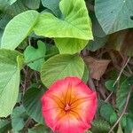 Stictocardia beraviensis Flower