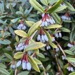 Berberis julianae 果