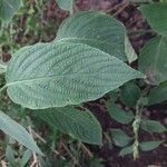 Eranthemum pulchellum Leaf