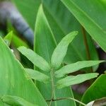 Lygodium japonicum Frunză