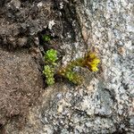 Sedum alpestre Blad