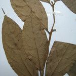 Licaria chrysophylla Nyingine