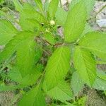 Bidens pilosa Leaf