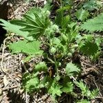 Urtica pilulifera Sonstige