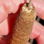 Typha angustifolia Fruit